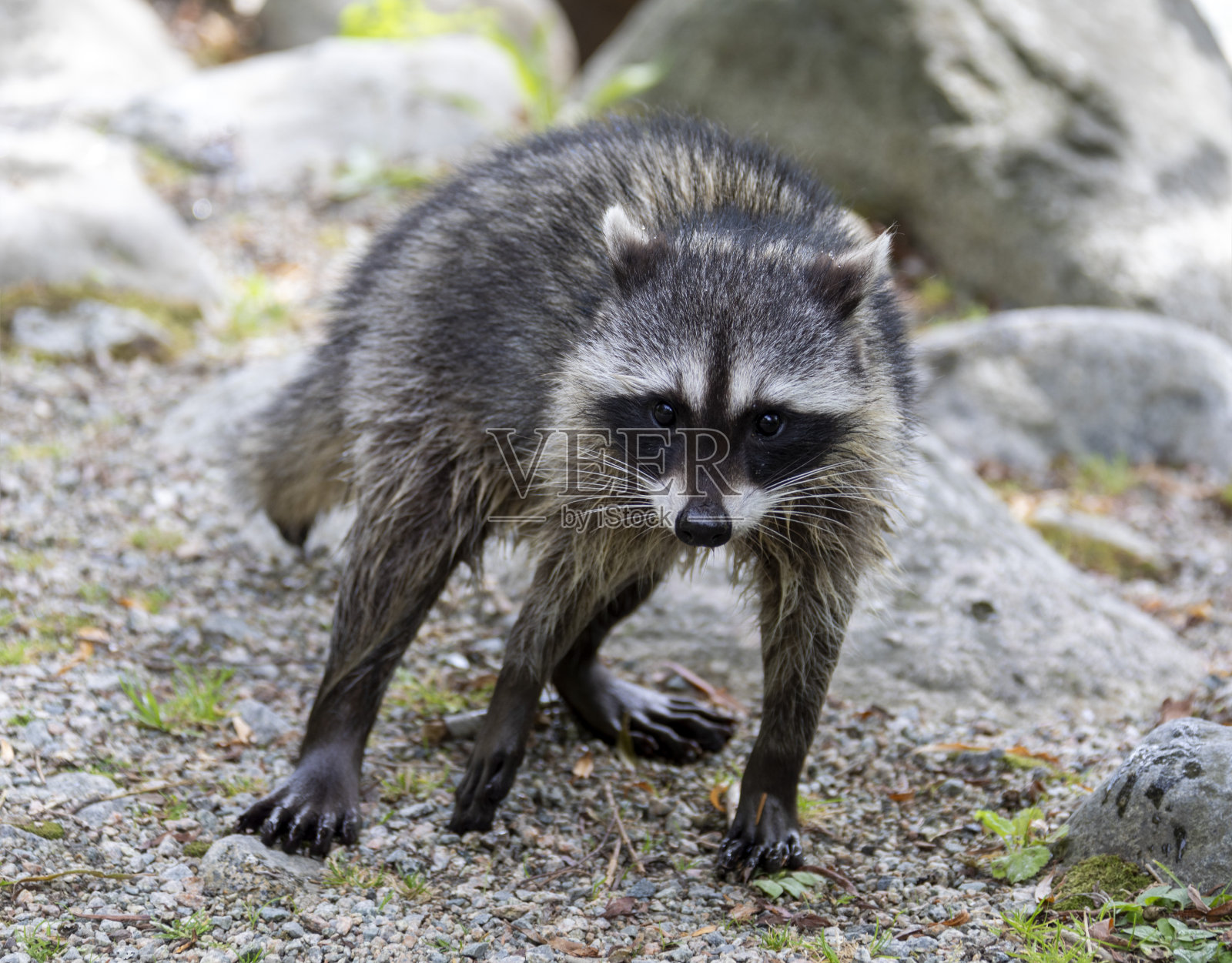 温哥华浣熊照片摄影图片