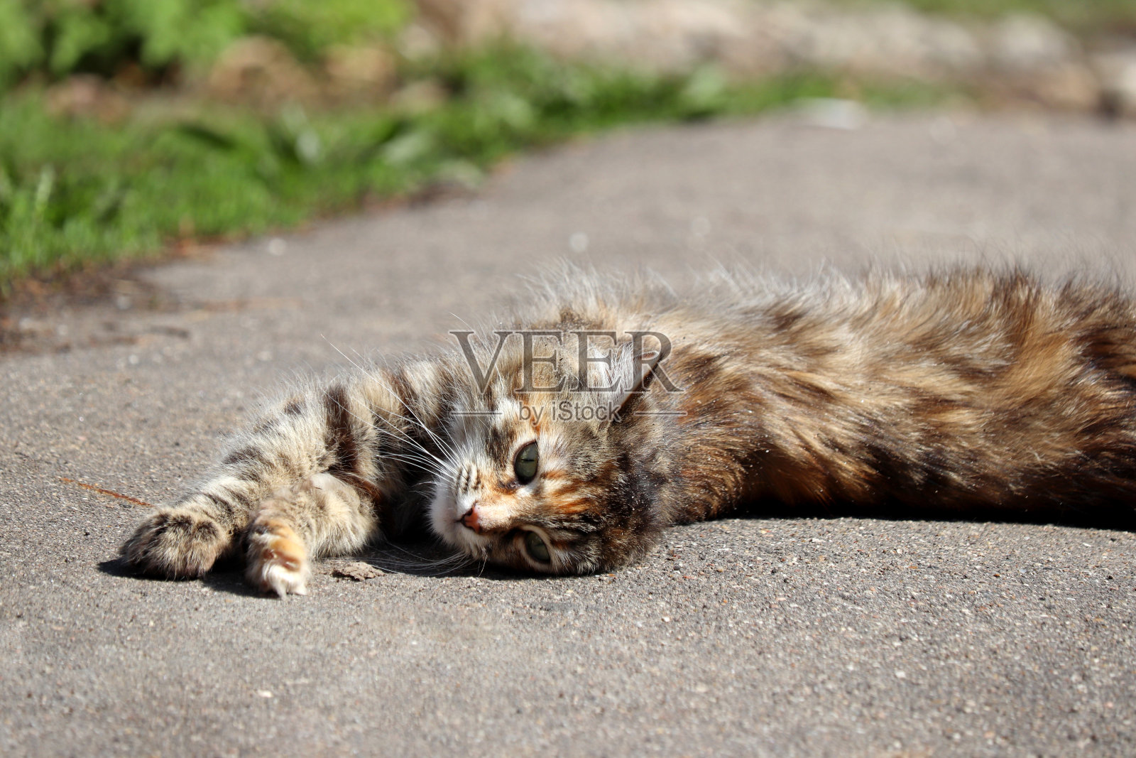 平躺在街上晒太阳的虎斑猫照片摄影图片