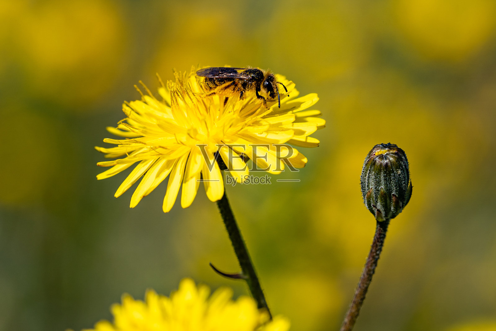 在黄花上收集花粉的飞虫。照片摄影图片