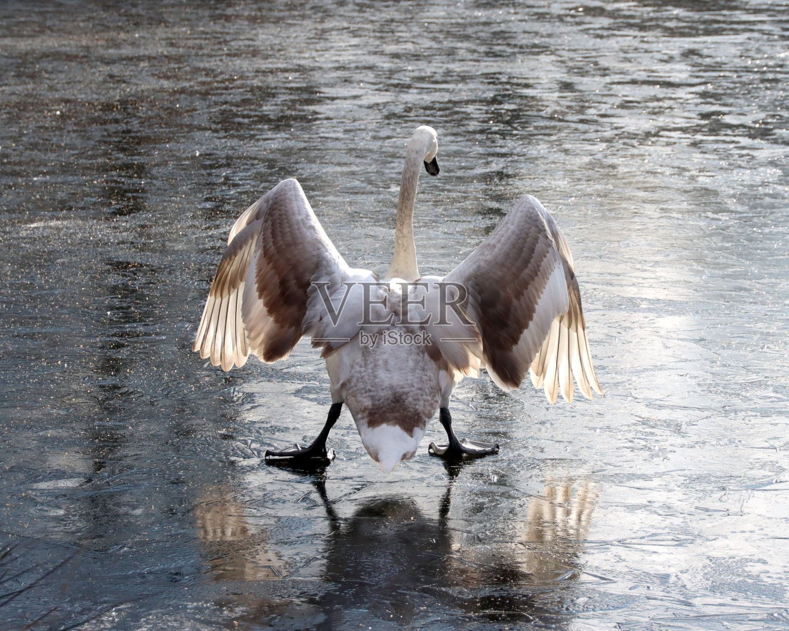白色在结冰的德国湖面上伸展着翅膀照片摄影图片