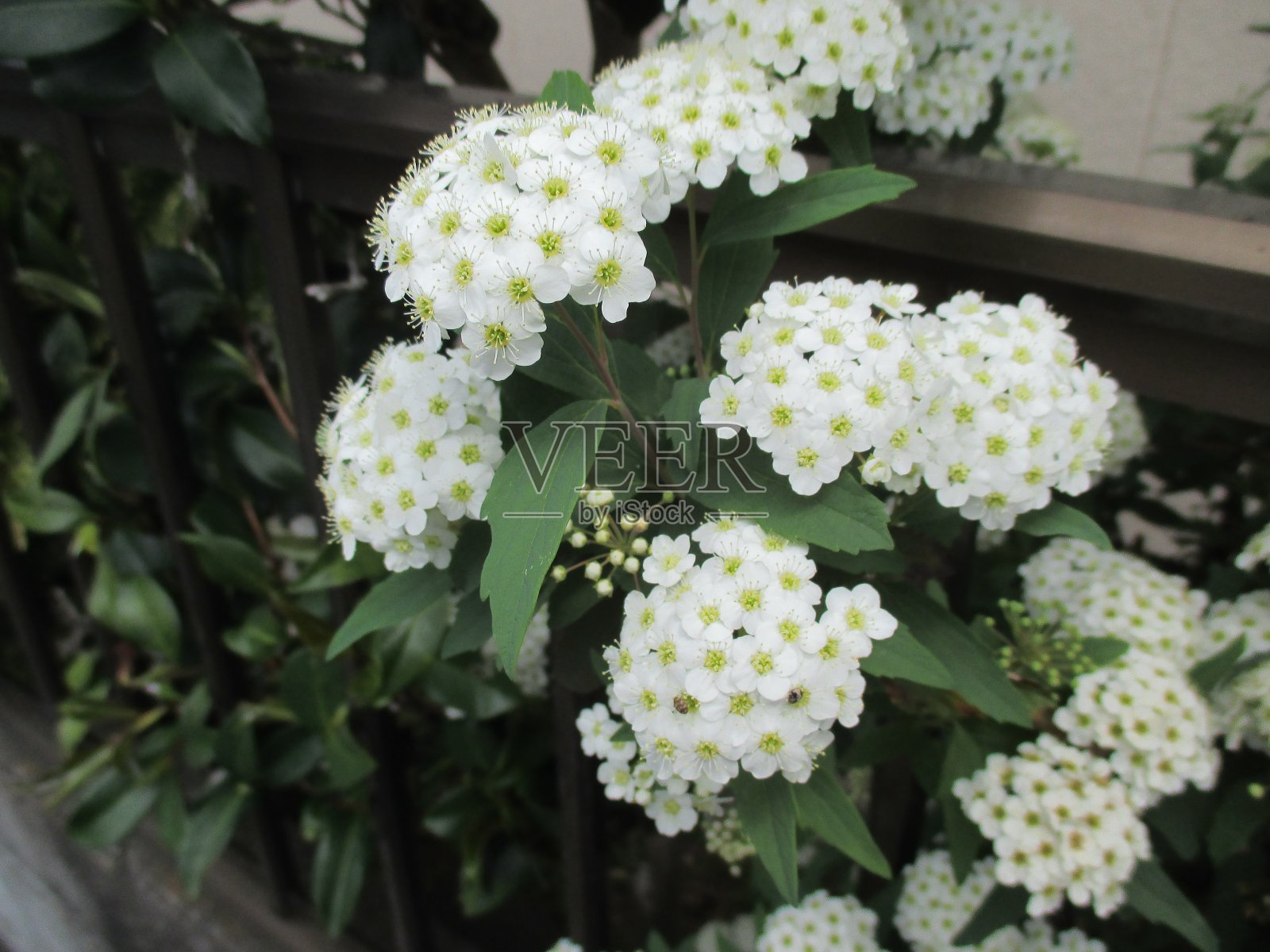 可爱的小白花在春天照片摄影图片