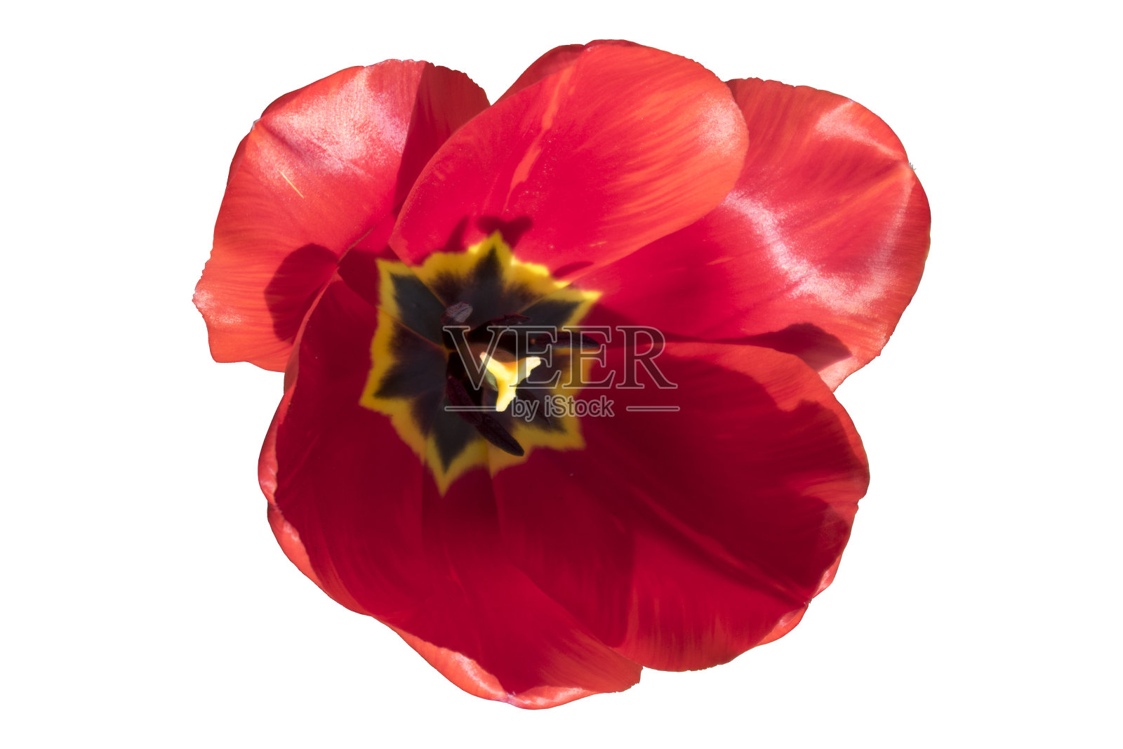 一个红色的郁金香头在一个晴朗的日子孤立在白色照片摄影图片