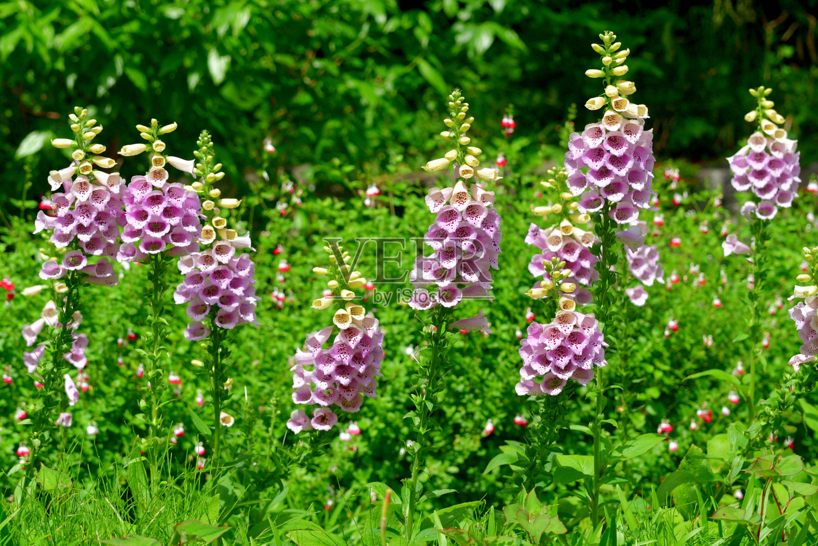 黄花/洋地黄花照片摄影图片