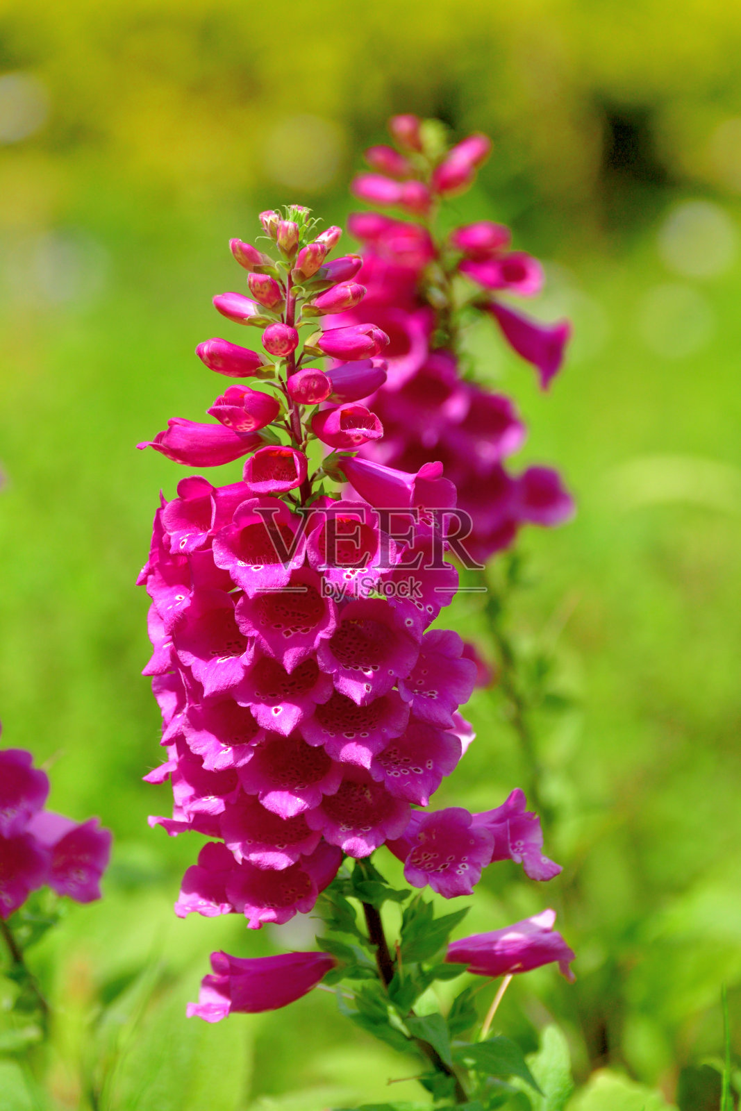 黄花/洋地黄花照片摄影图片