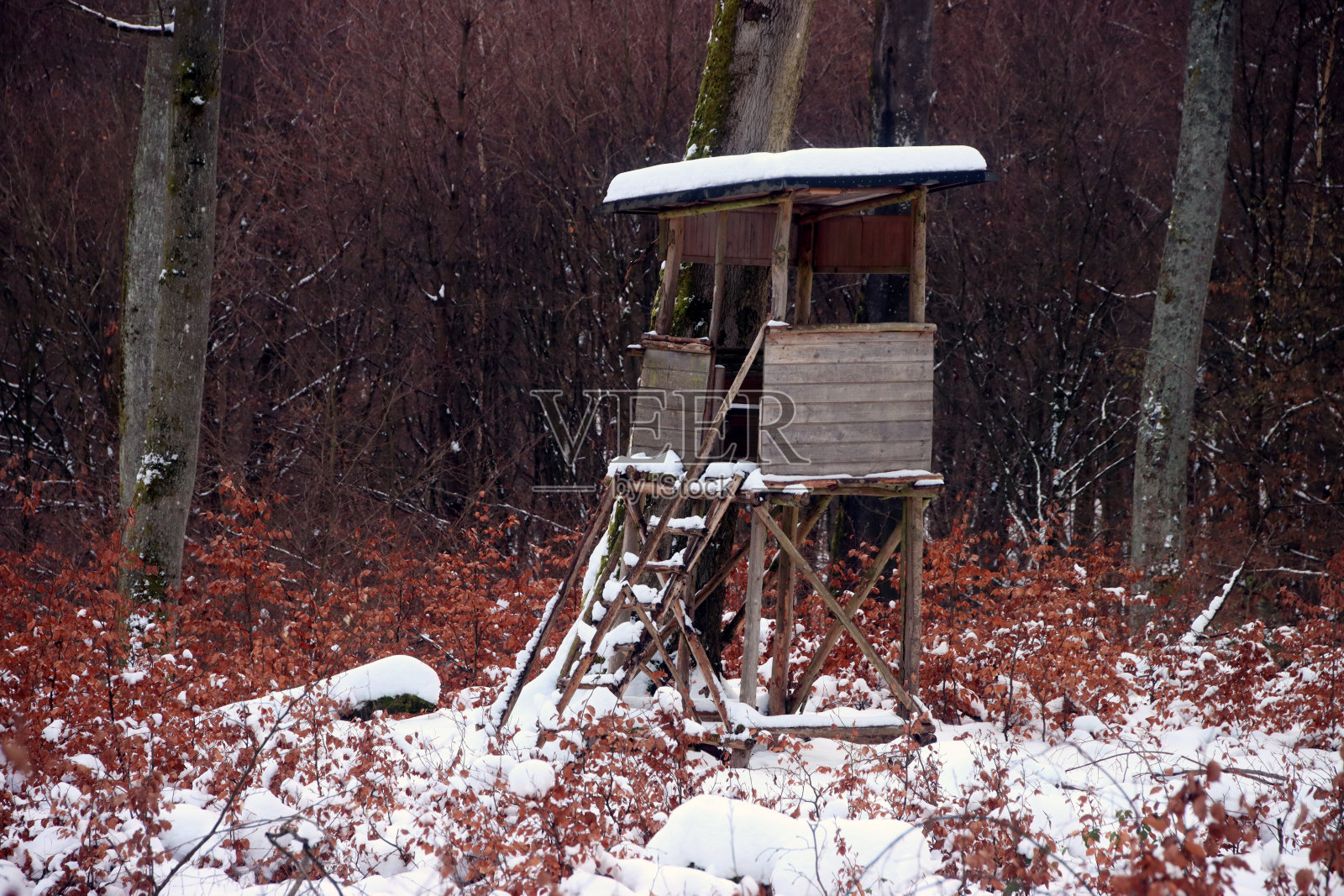 躲在雾蒙蒙的早晨的森林里。草地、树木和晨雾高高耸立。德国森林。观察动物的季节。照片摄影图片