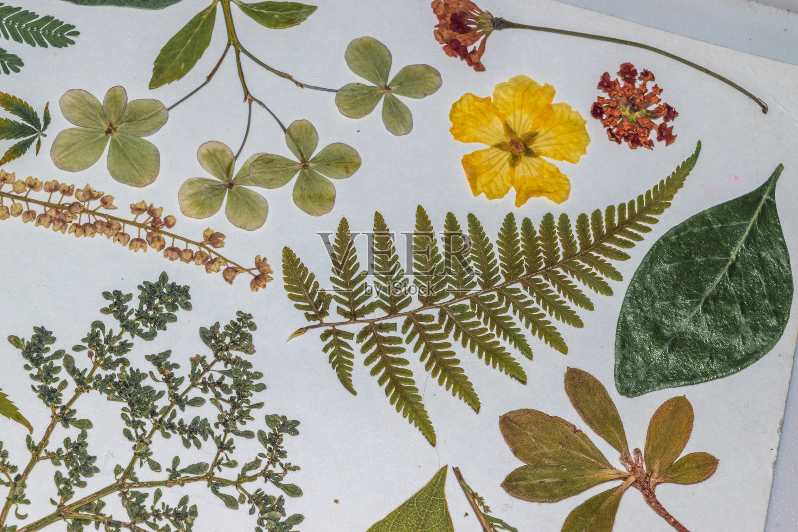 混合压制自然元素拼贴照片摄影图片