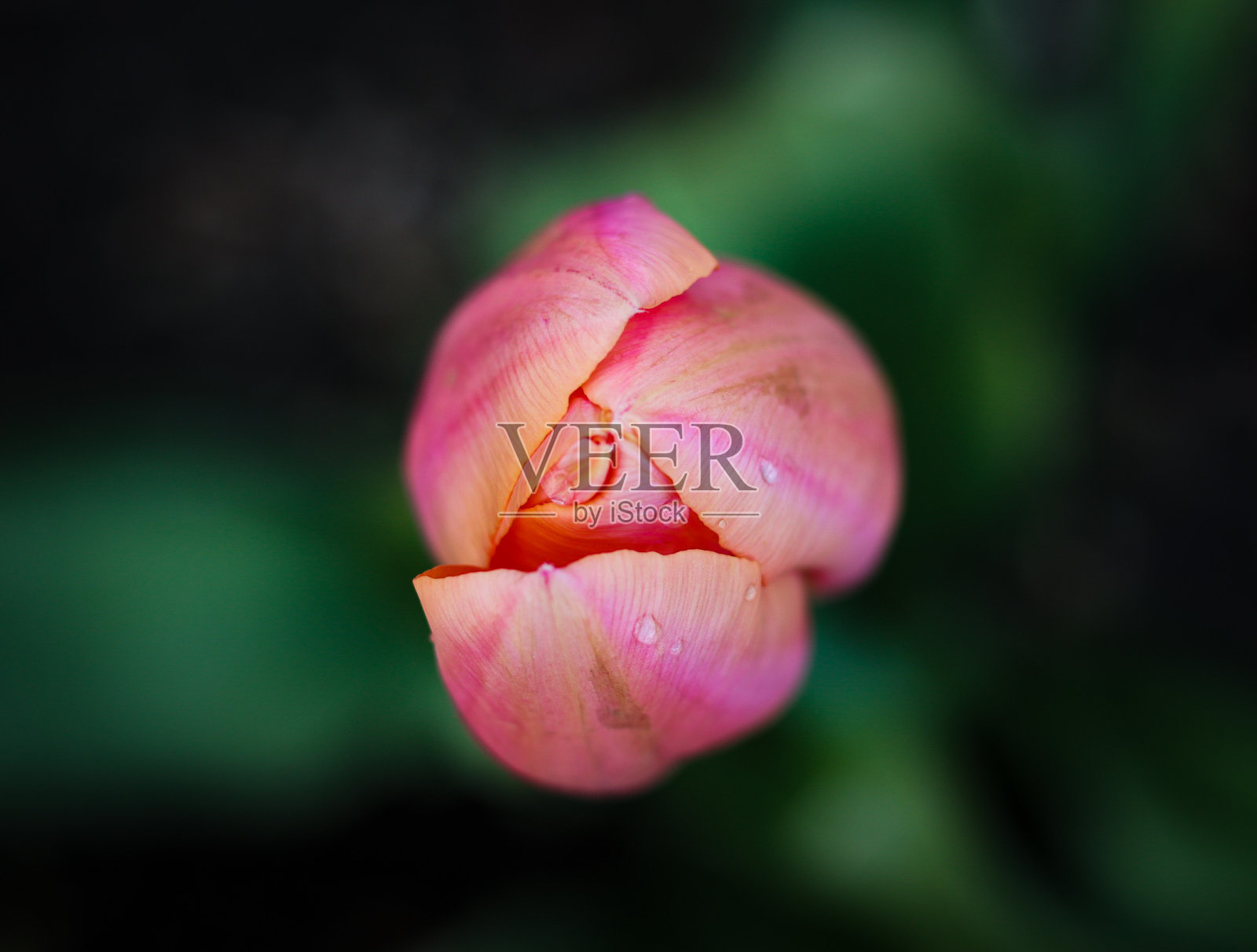 粉色郁金香照片摄影图片