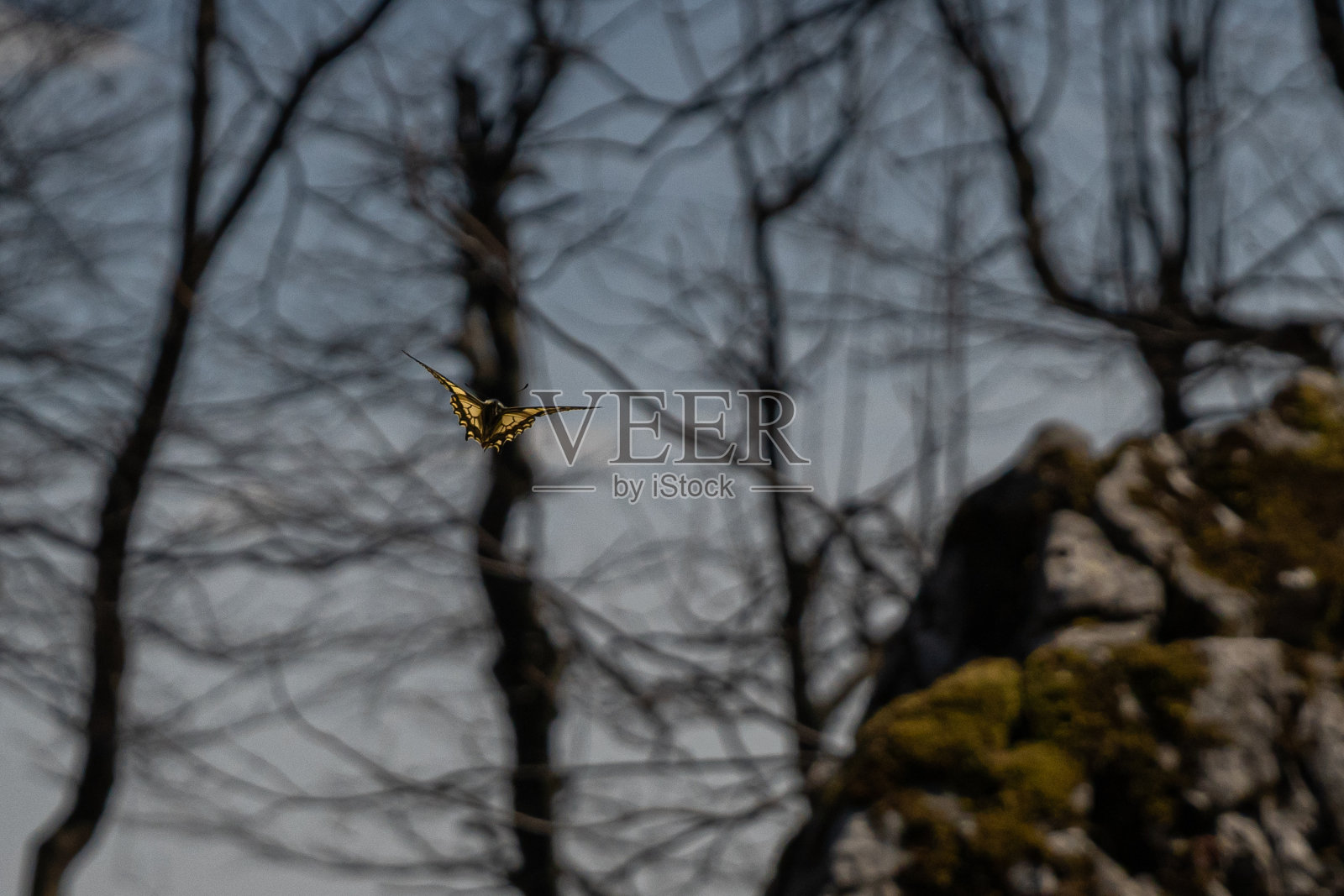 Papilio machaon蝇照片摄影图片