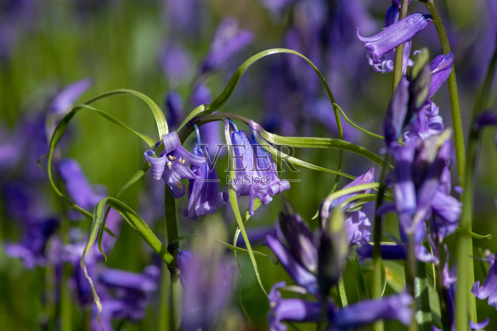 充满活力的风信子-宏观，特写照片摄影图片