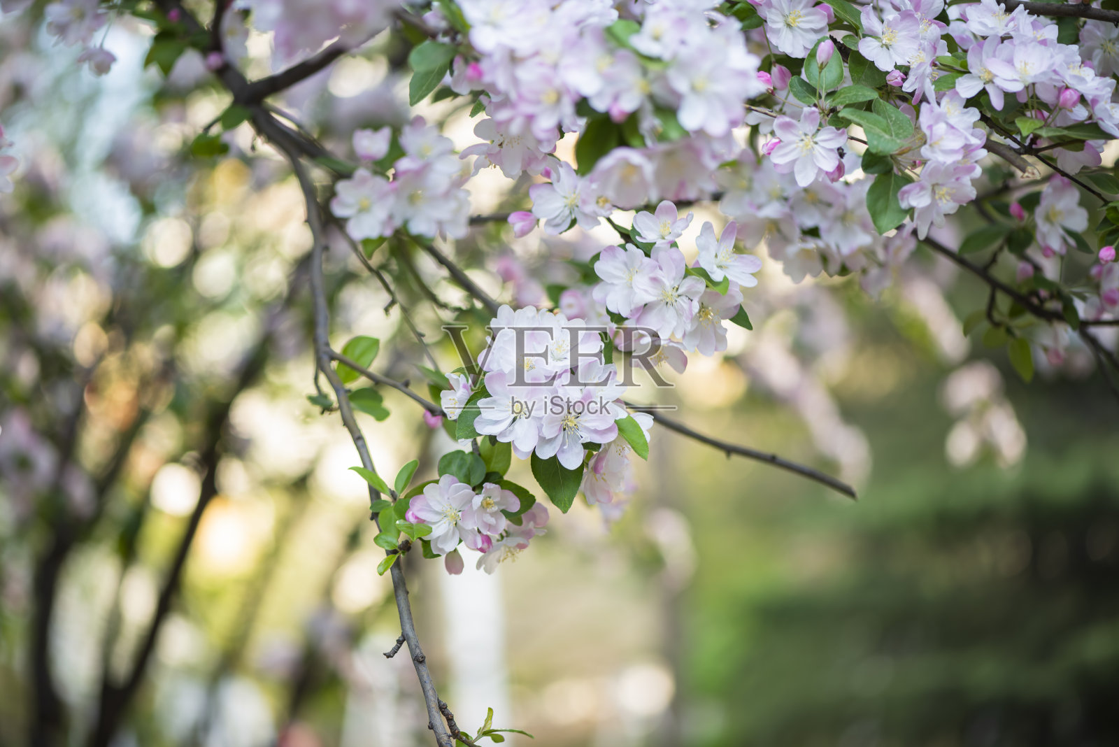 桃花在田野里照片摄影图片