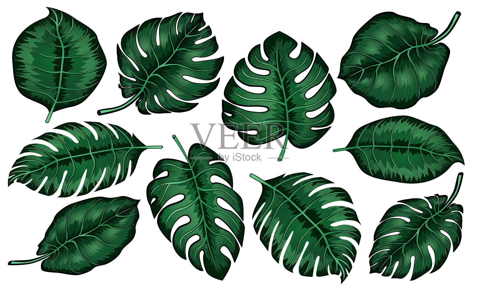 设置热带怪物的叶子孤立在白色插画图片素材
