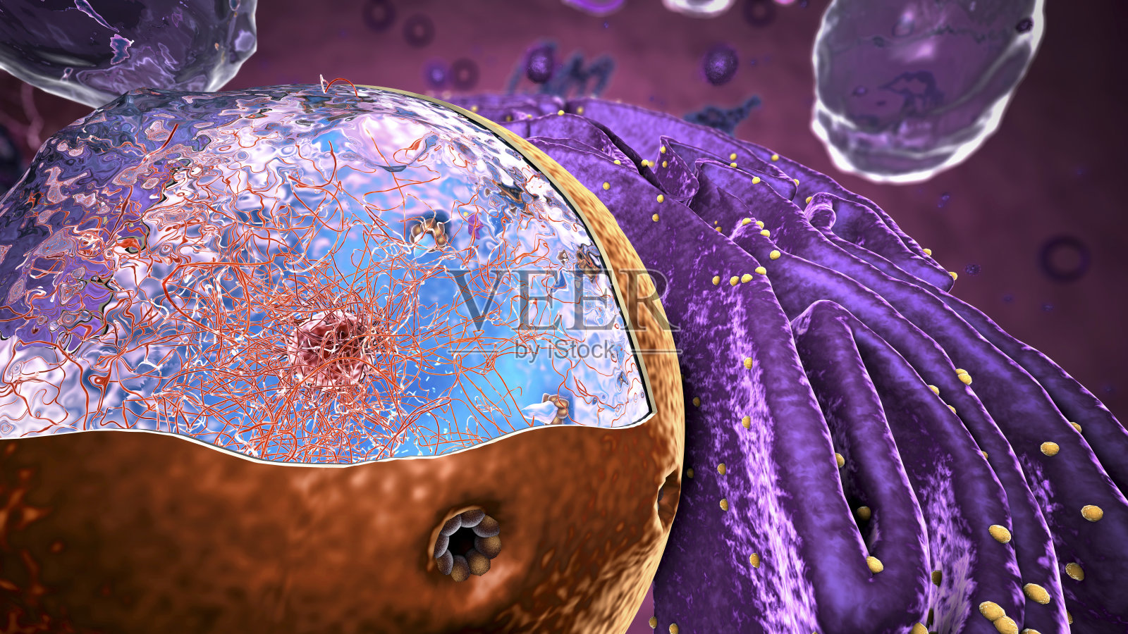 真核生物内部的细胞器，聚焦于核- 3d插图照片摄影图片