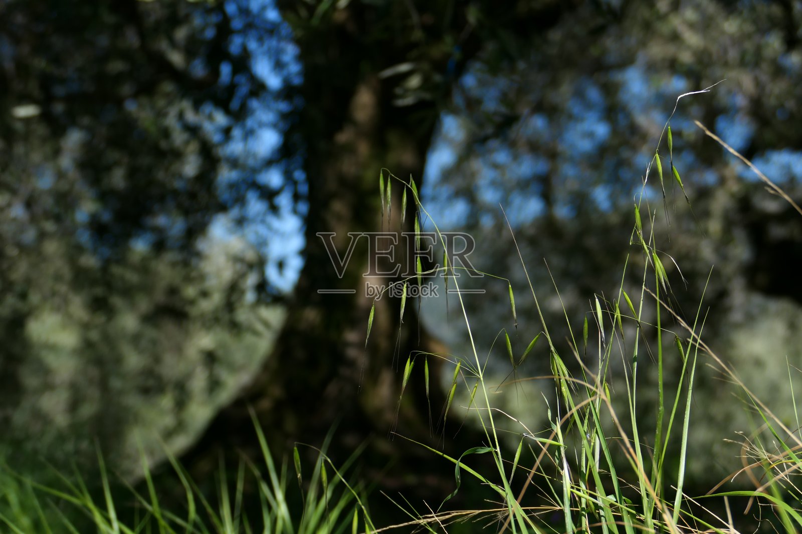橄榄树，拉吉特的老路，阿尔卑斯-海洋照片摄影图片