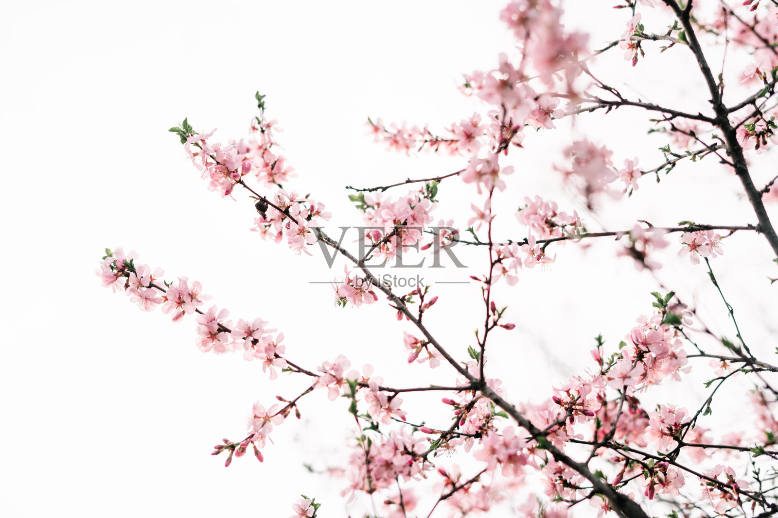 春天的边界或背景艺术与粉红色的花朵。美丽的自然景观，盛开的树木和太阳耀斑。复活节晴天。春天的花。美丽的果园抽象模糊的背景。春天照片摄影图片