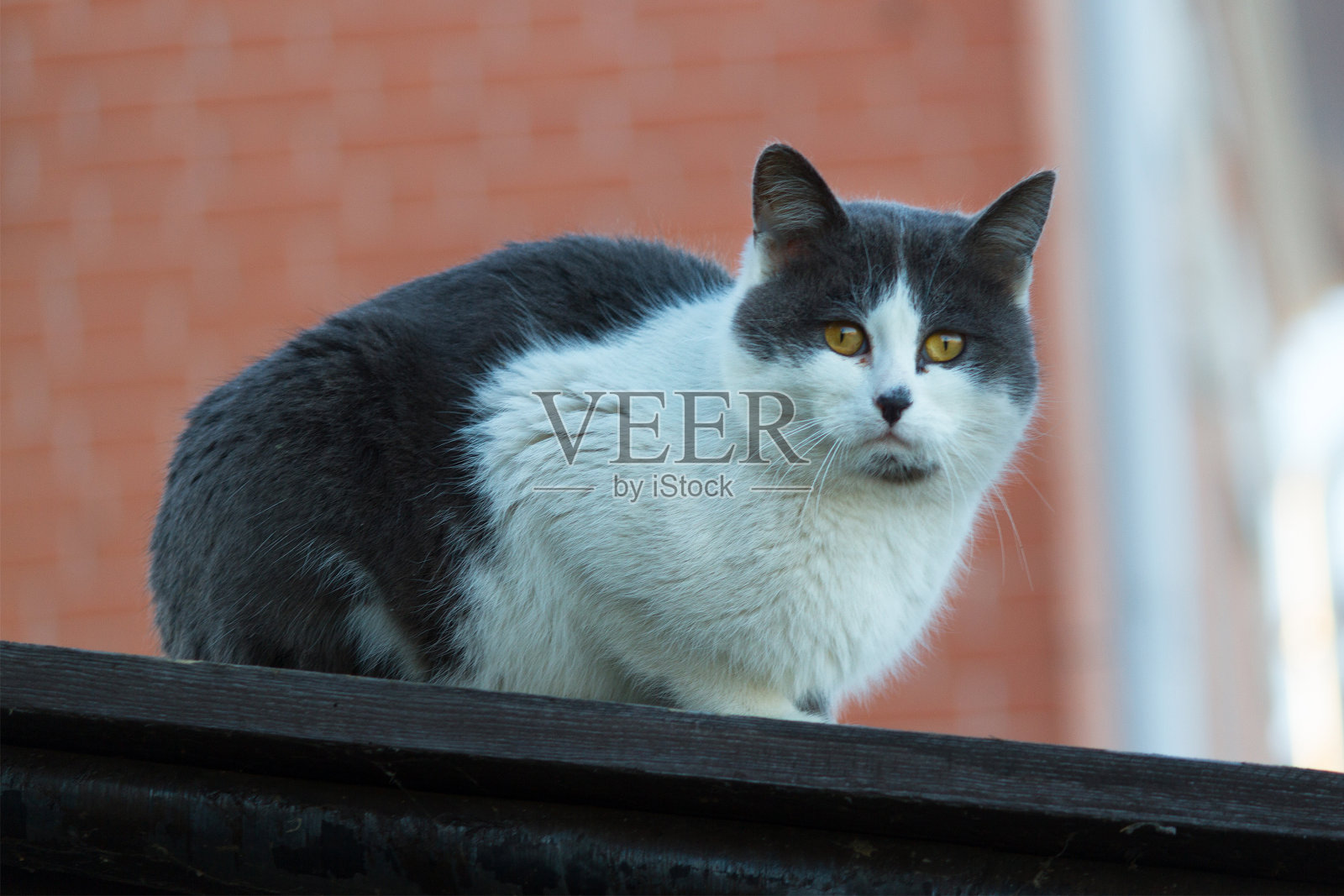 无家可归的猫坐在照片摄影图片