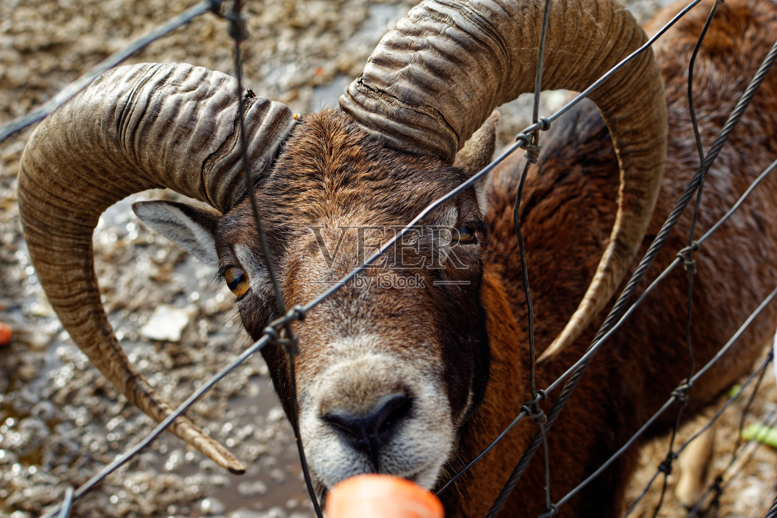 栅栏后面公羊头的特写。大角。公羊吃胡萝卜照片摄影图片