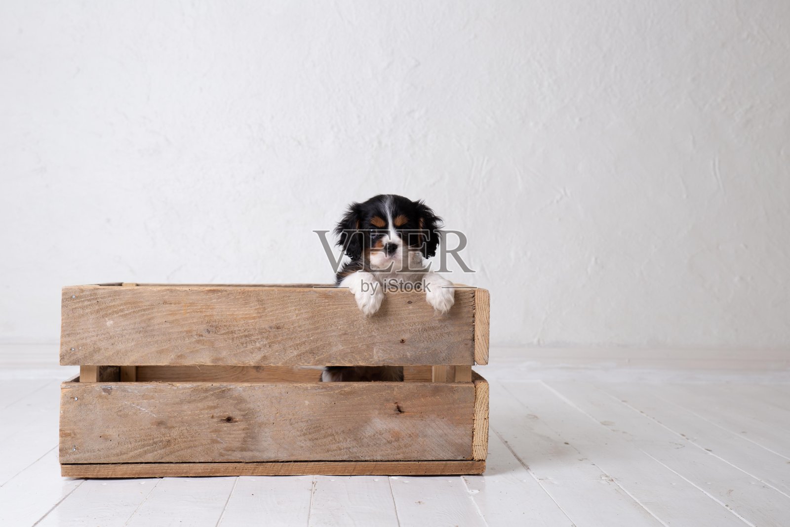 漂亮的小查尔斯国王骑士猎犬照片摄影图片