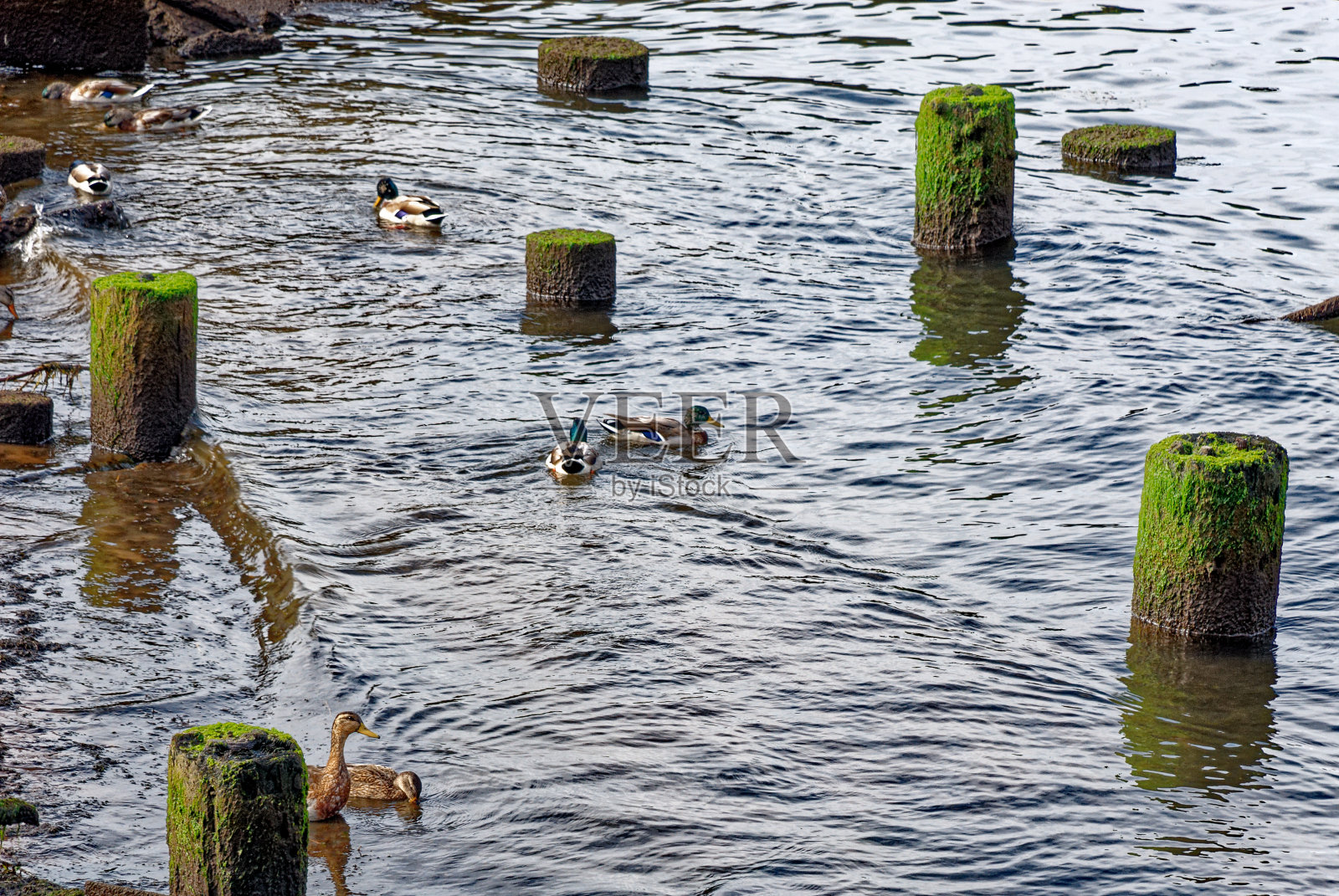 在俄勒冈州阿斯托里亚的哥伦比亚河上的老码头上的鸭子照片摄影图片