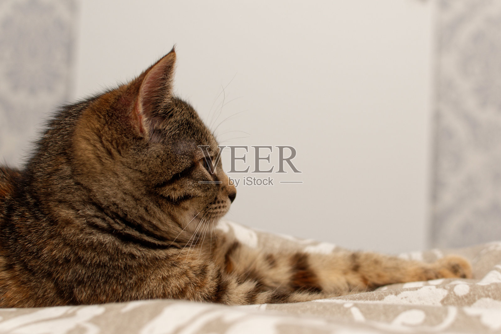 3-4个月大的可爱灰色小猫的肖像。小猫睡觉的可爱照片摄影图片