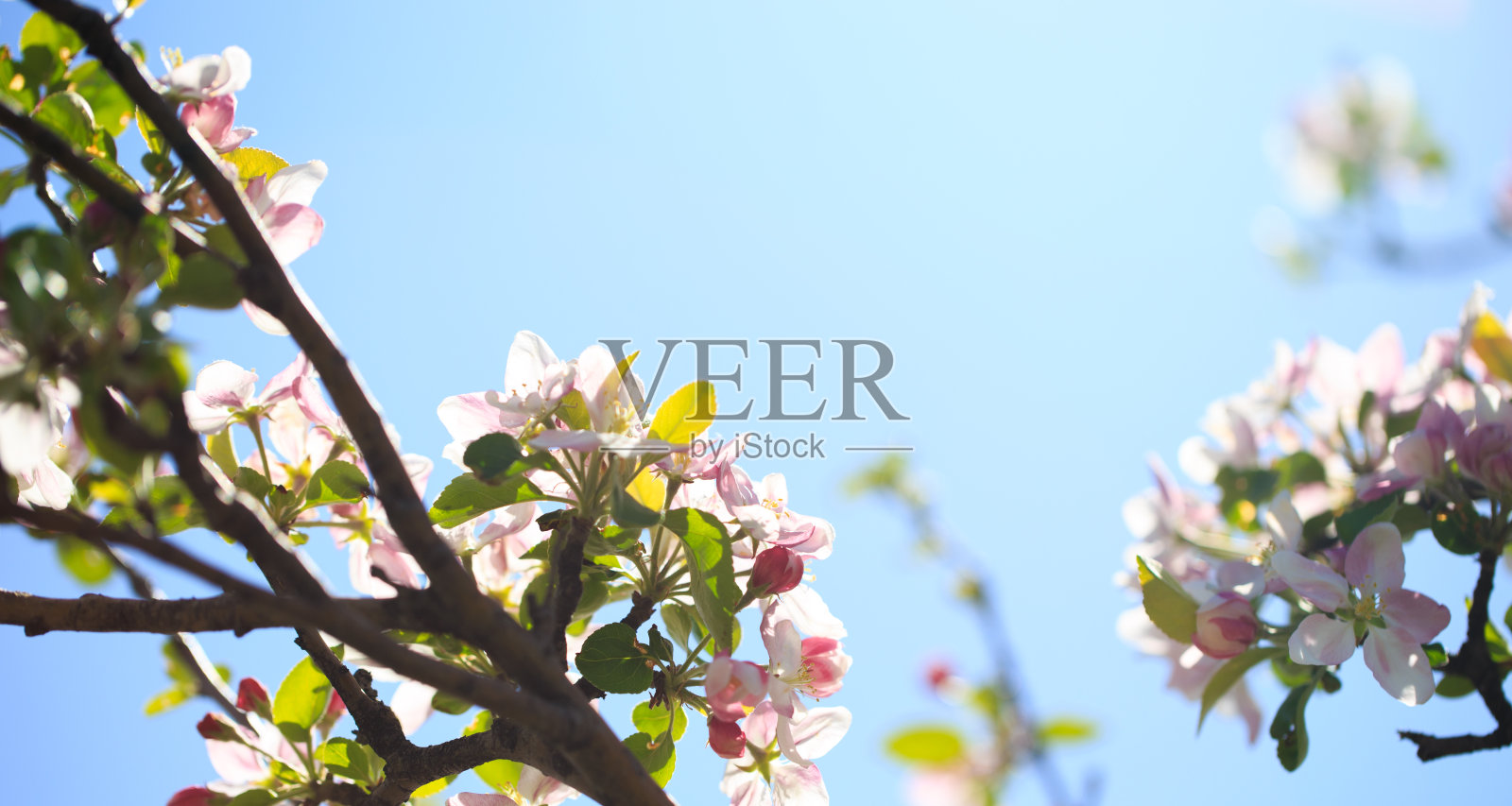 苹果花在模糊的自然背景。春天的花。春天的背景。照片摄影图片