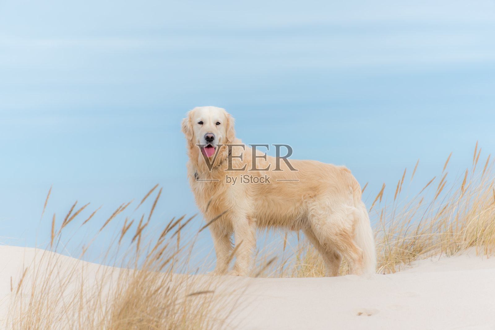 冠军白色金毛在海滩上徒步旅行照片摄影图片