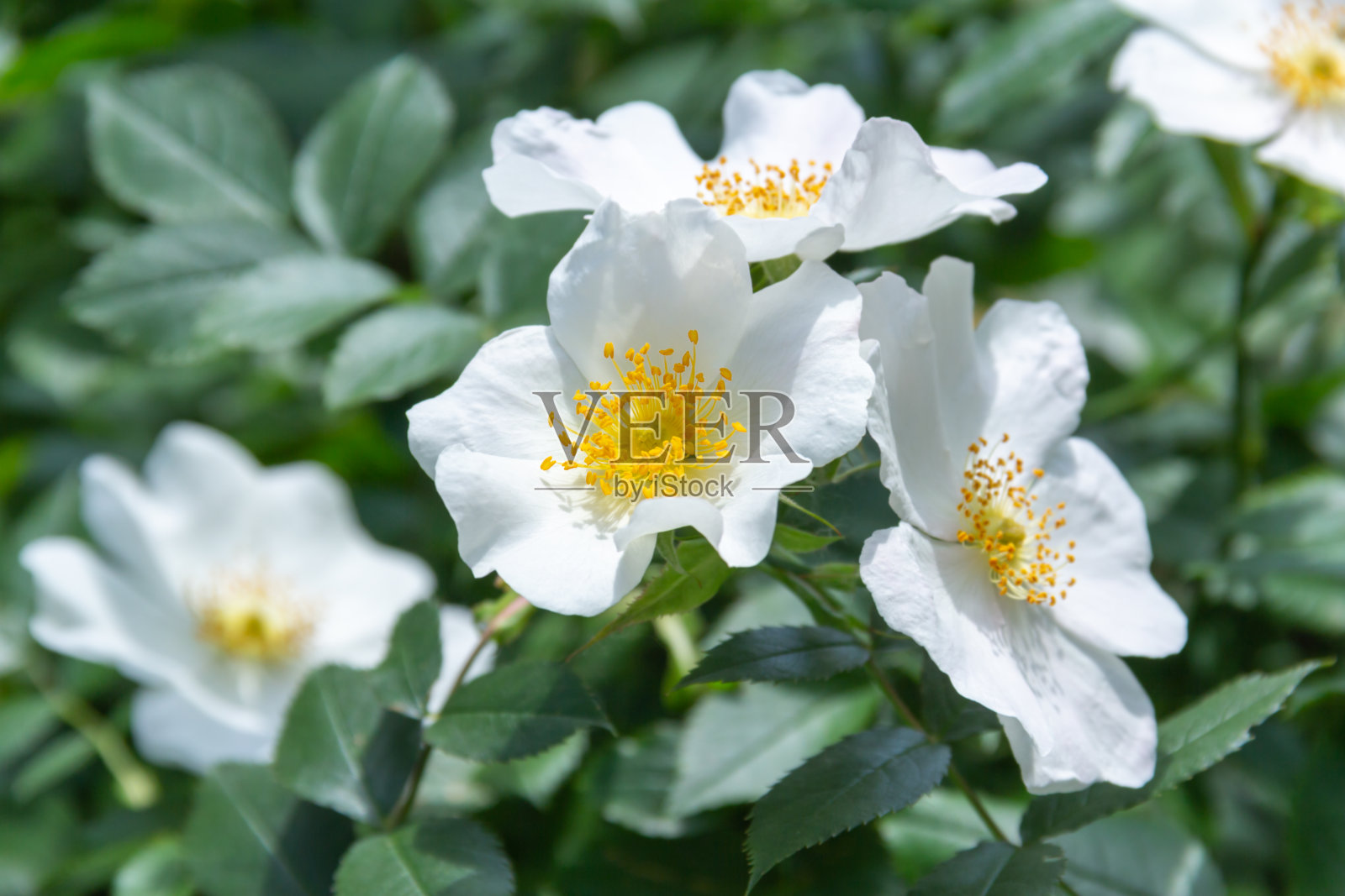 玫瑰花瓣在晨光中绽放。照片摄影图片