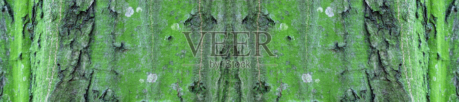 全景树的树皮。照片摄影图片