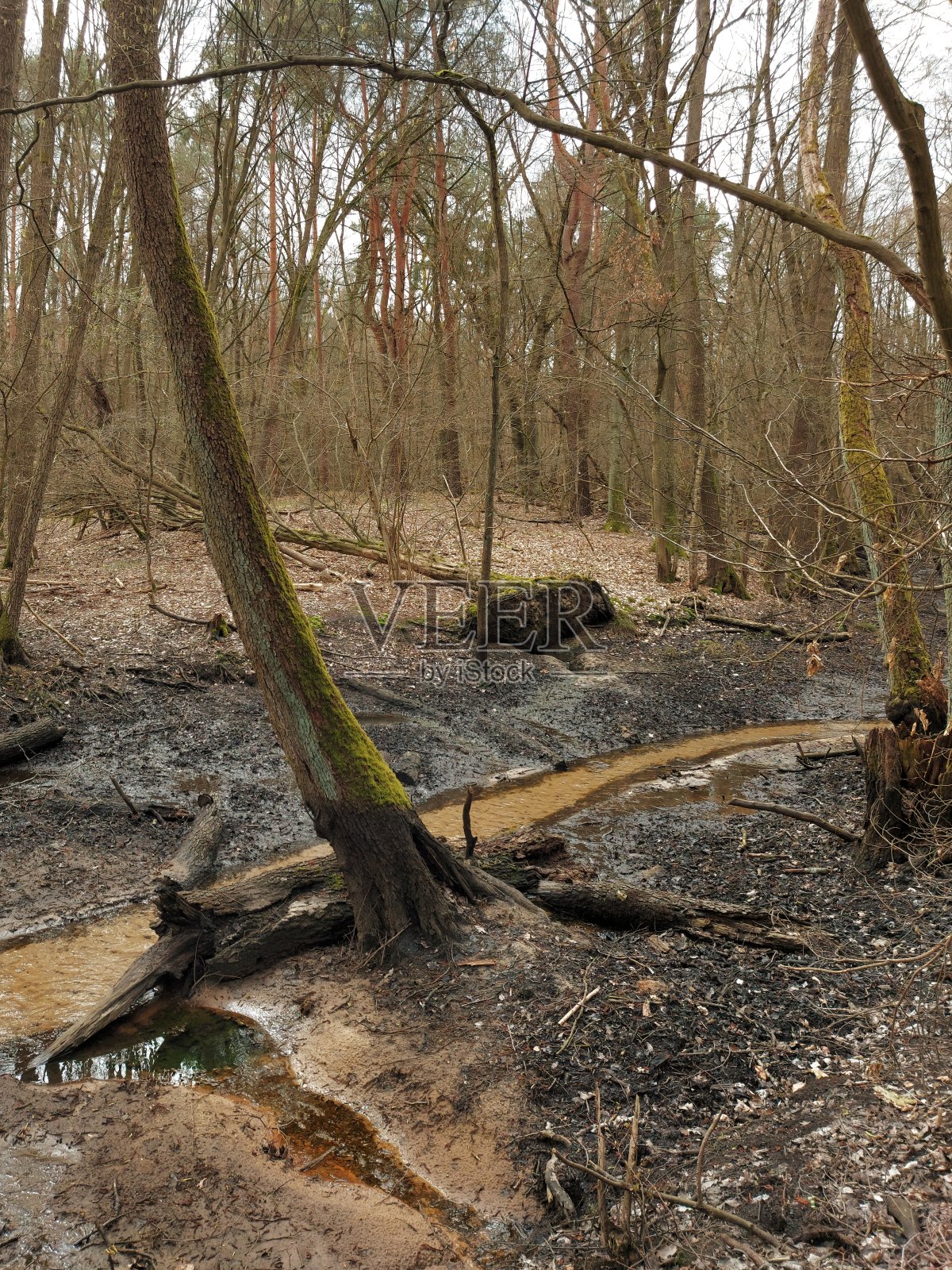 森林中的沼泽地照片摄影图片