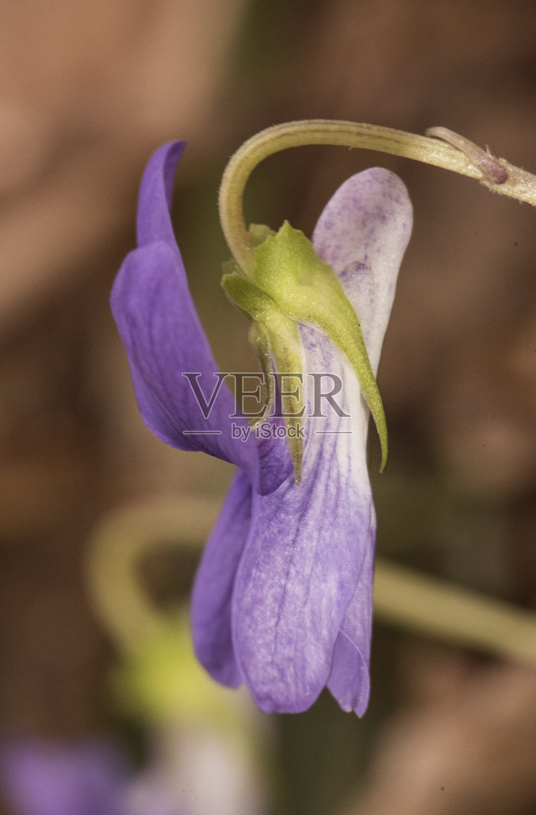 一种野生紫堇，呈紫色，中心有白色毛，条纹上有藏红花雄蕊，在未集中的土壤上的橘黄色背景上照片摄影图片