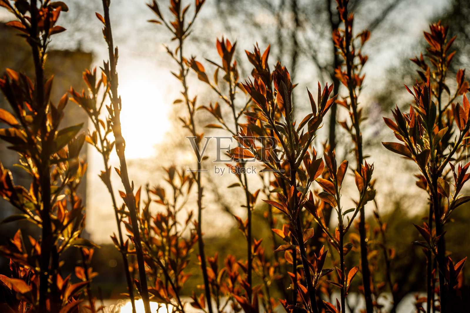 金色夕阳上的植物背景。照片摄影图片