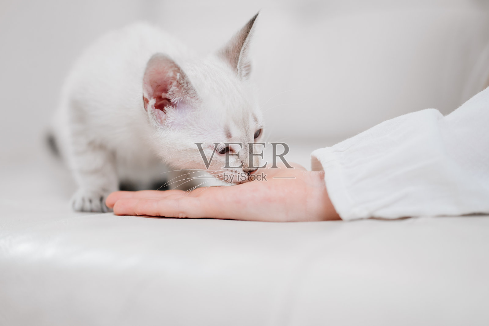 小女孩坐在沙发上用手掌喂小猫。涅夫斯基化妆舞会的猫照片摄影图片