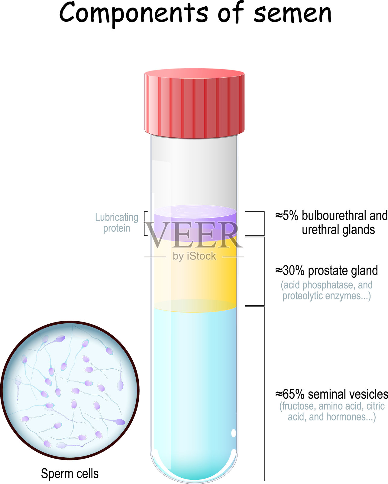 精液成分试管中有精子细胞插画图片素材