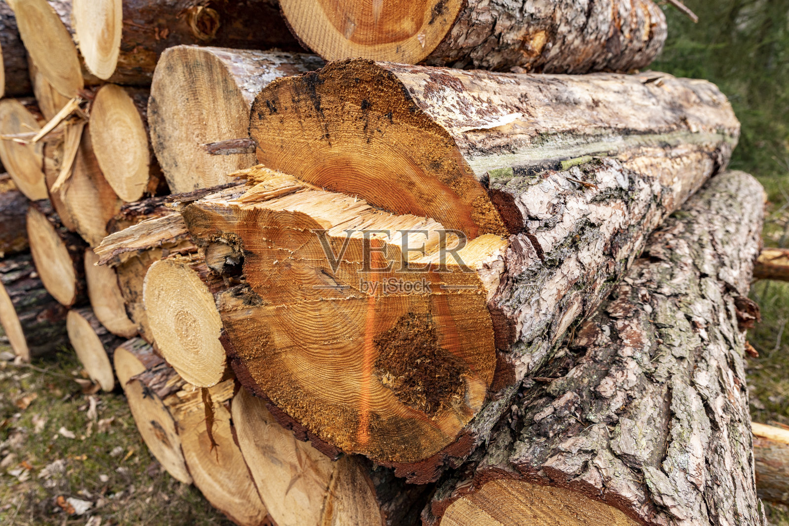 松木的原木堆叠。一根未加工的，刚砍下的原木的横截面。春天的季节。照片摄影图片