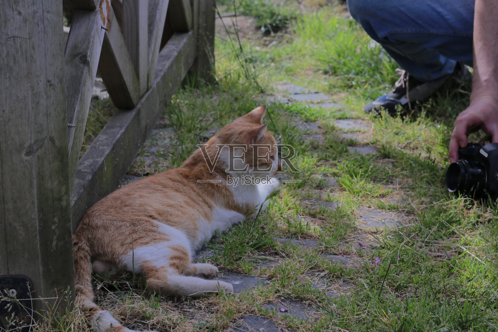 黄色斑点猫摆姿势拍照照片摄影图片