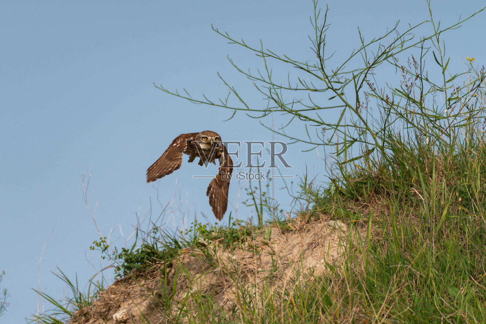 小猫头鹰带着猎物飞着。雅典娜夜蛾属照片摄影图片