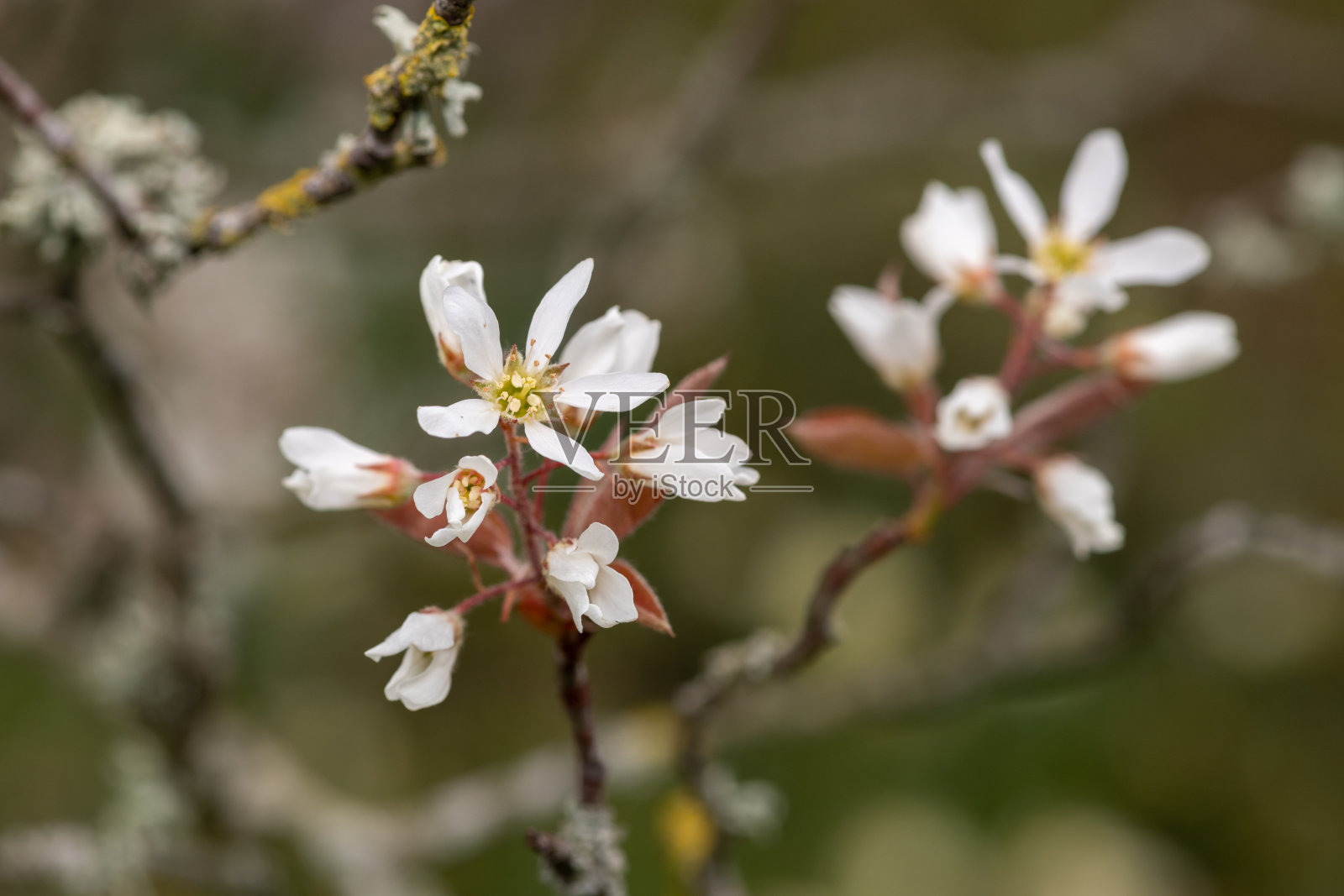 光滑的服务浆果(amelanchier laevis)花照片摄影图片