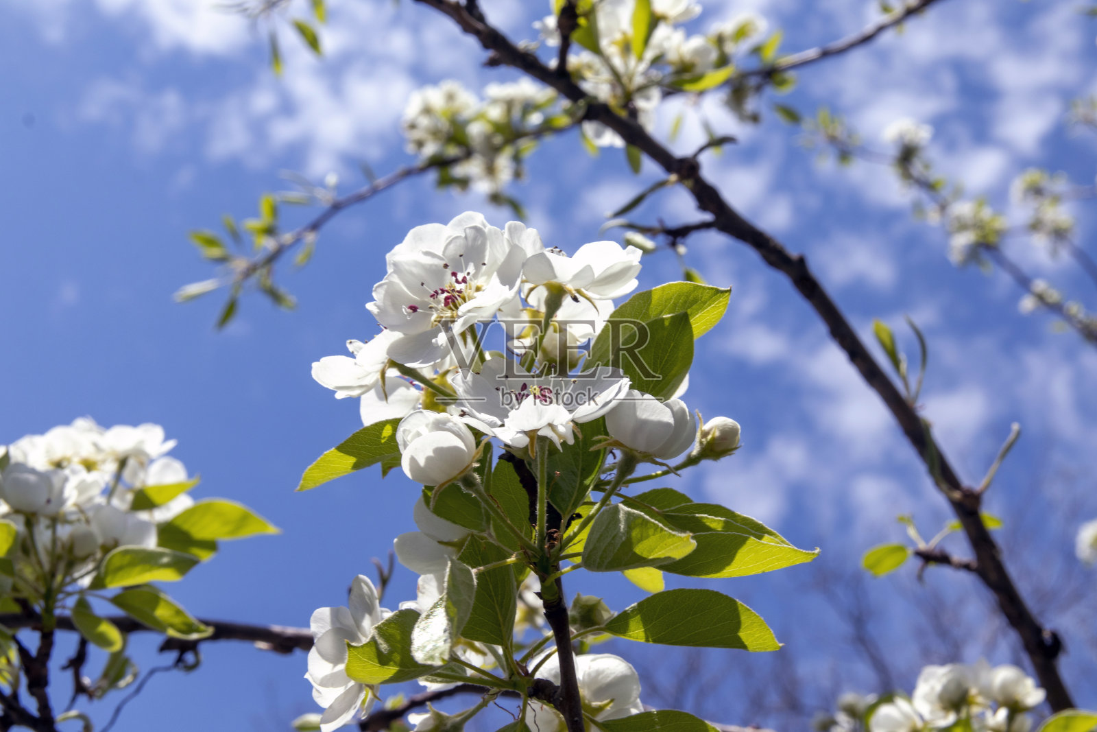 梨子在花园里盛开。春天的花在树上。春天，花开花落，梨花盛开，白花盛开照片摄影图片