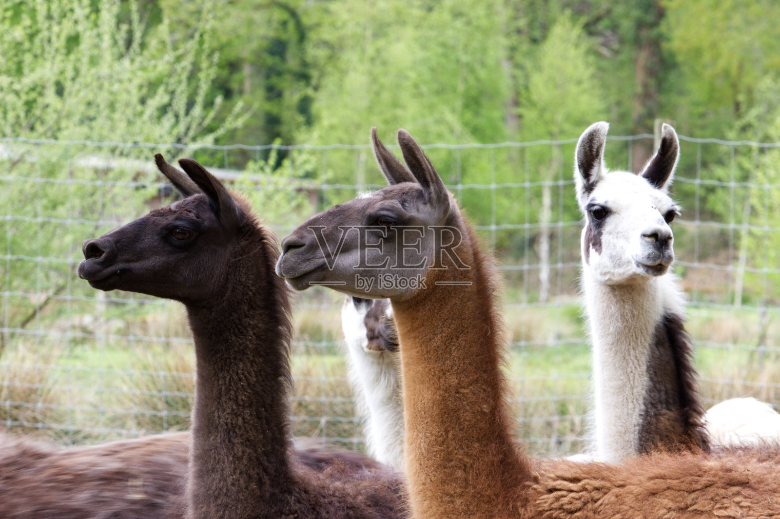 羊驼群正面视图和特写照片摄影图片