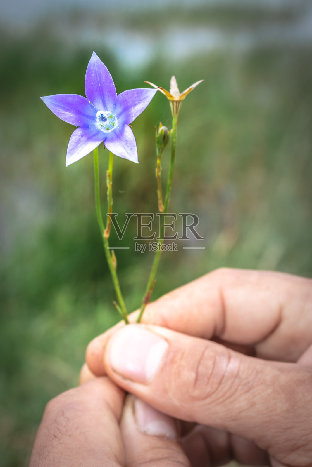 南非开普敦，一男子手持蓝白相间的野花照片摄影图片