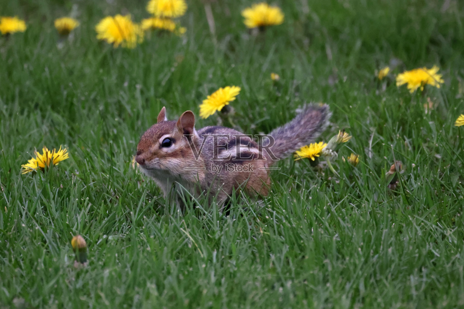花栗鼠在春天填料颊袋在春天的草在美好的春天的一天照片摄影图片