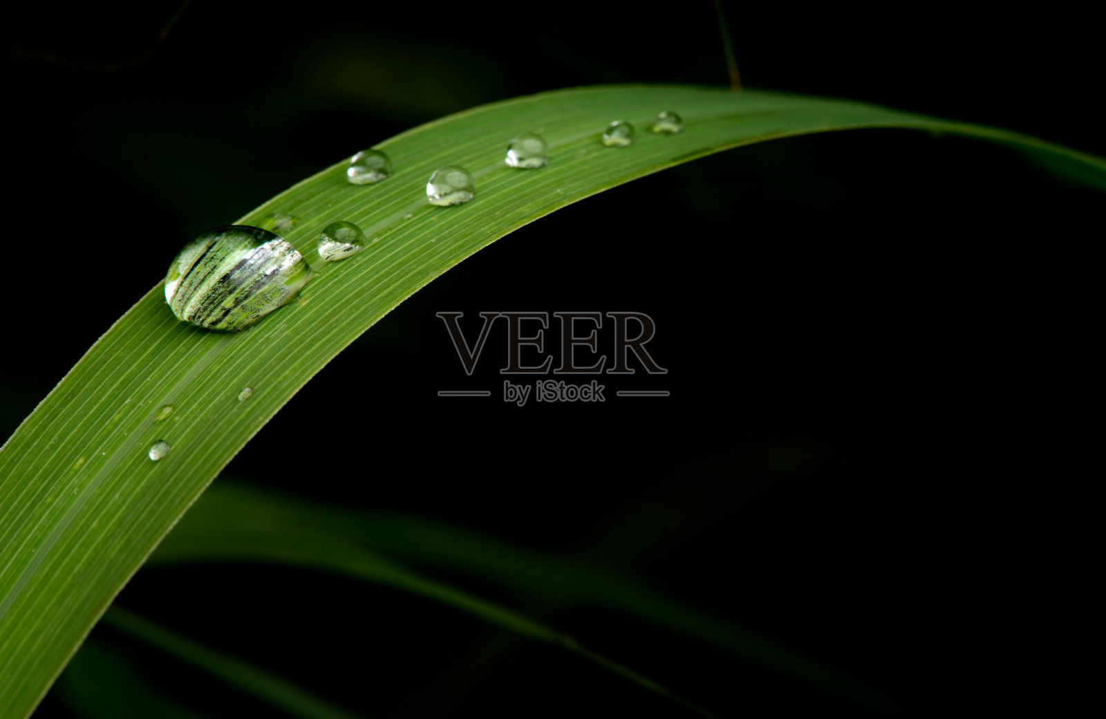 雨后，雨滴落在郁郁葱葱的绿叶上。照片摄影图片