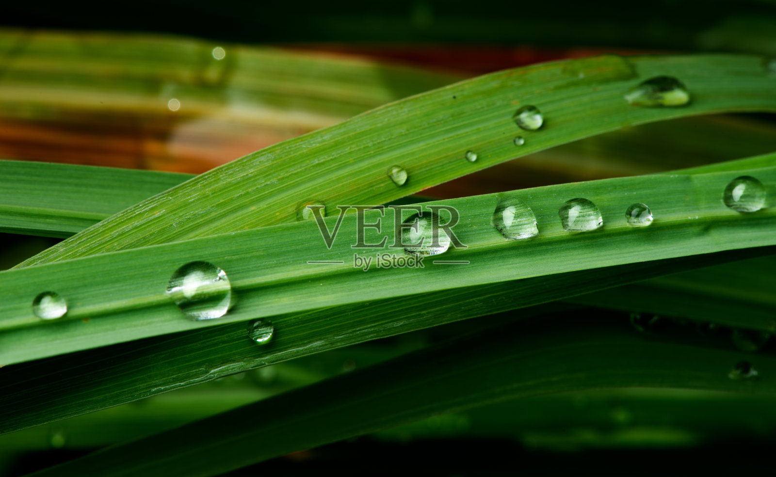 雨后，雨滴落在郁郁葱葱的绿叶上。照片摄影图片