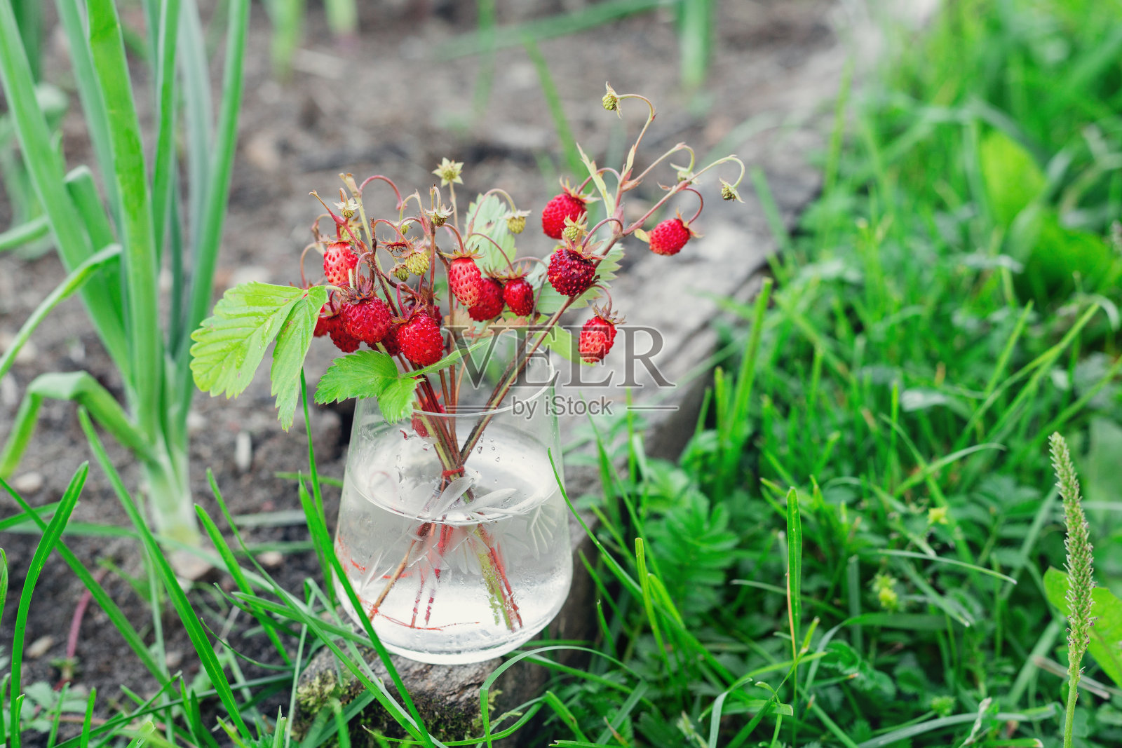 在绿色的草地上，一串野草莓在玻璃罐里照片摄影图片