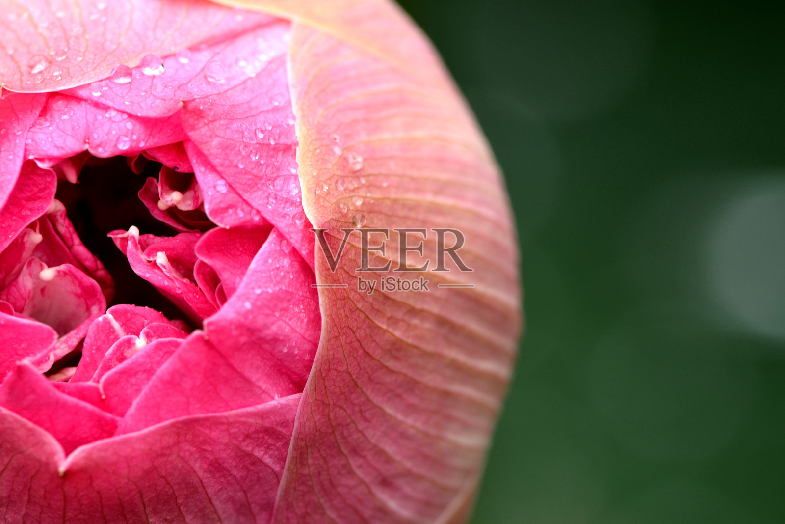 美丽的粉红色睡莲照片摄影图片