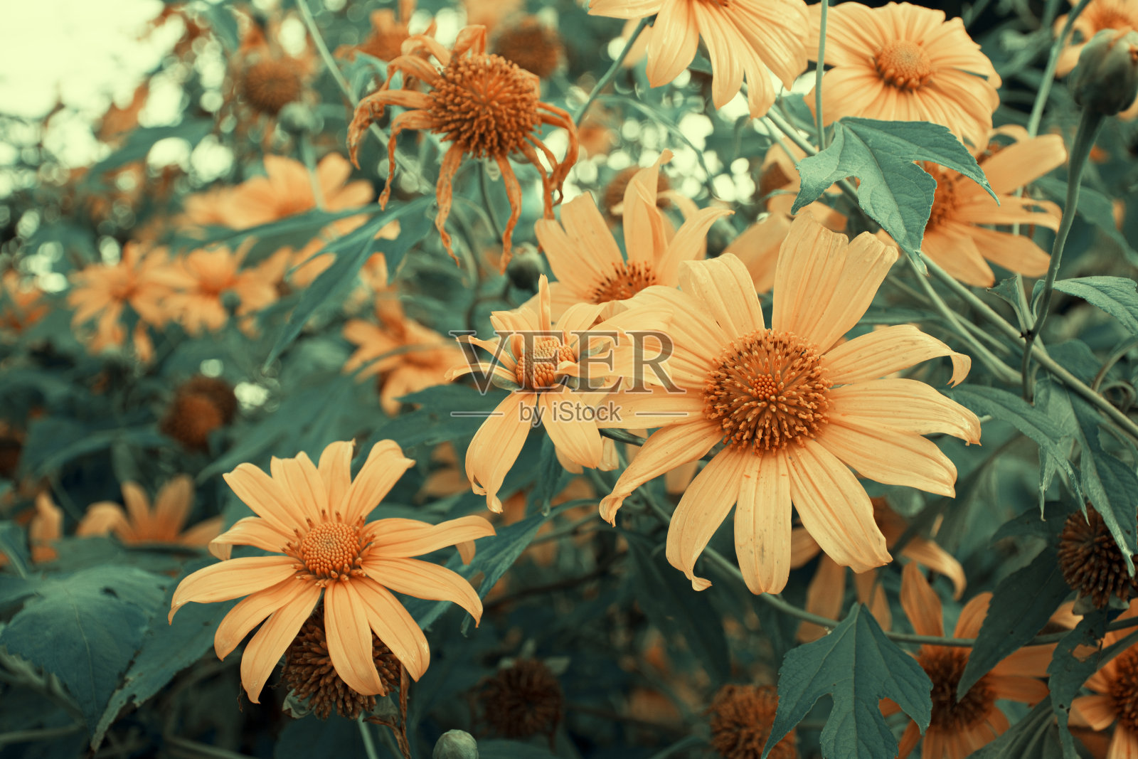 墨西哥的向日葵在泰国美洪Son，花在脸在农场，柔焦点照片摄影图片