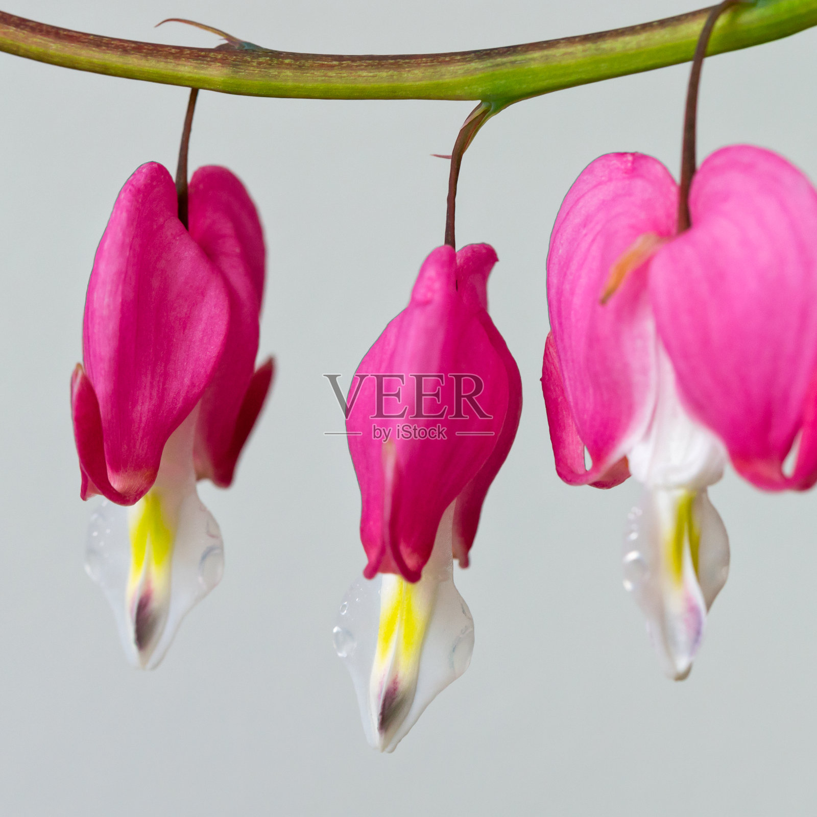 三颗流血的心花的特写(Lamprocapnos)照片摄影图片