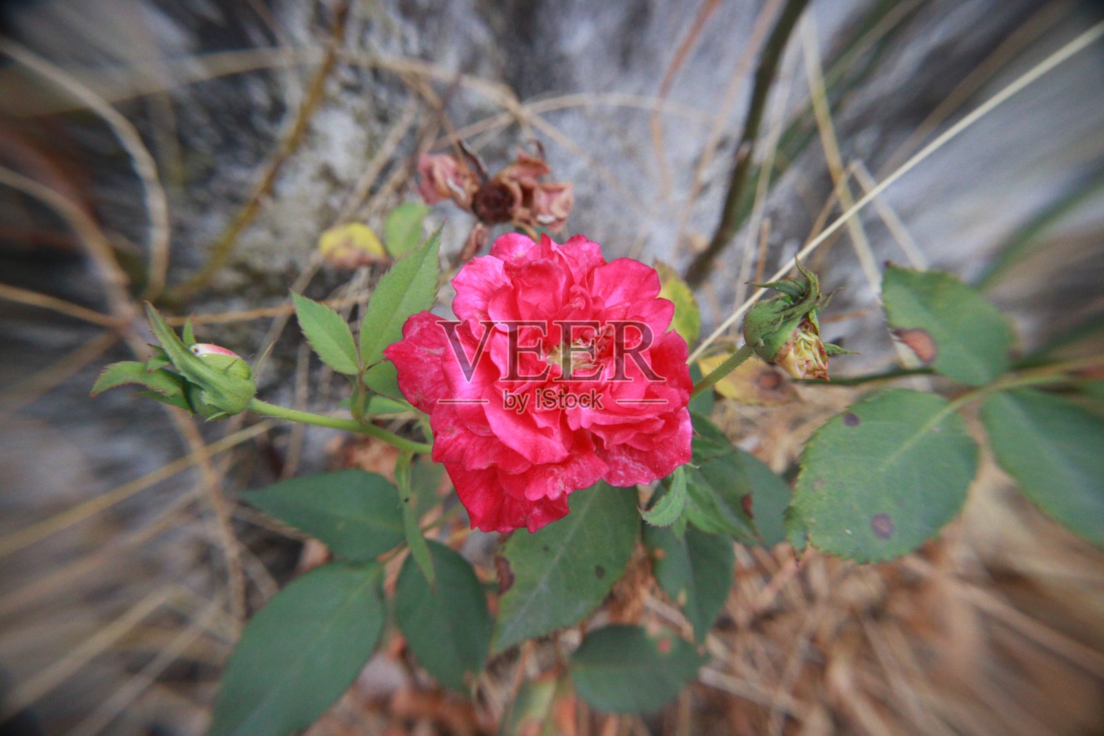 红玫瑰照片摄影图片