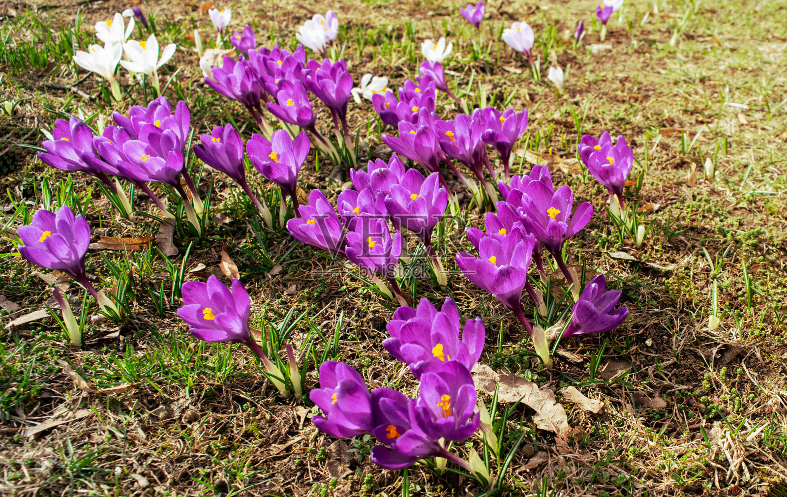 在一个阳光明媚的日子里，早春的花朵映衬着城市的景色。春天。大自然。照片摄影图片