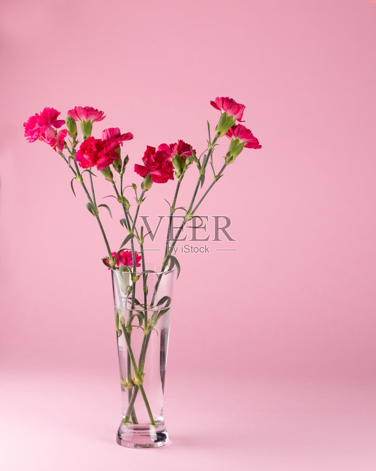 新鲜美丽的红色康乃馨在玻璃花瓶上粉红色照片摄影图片