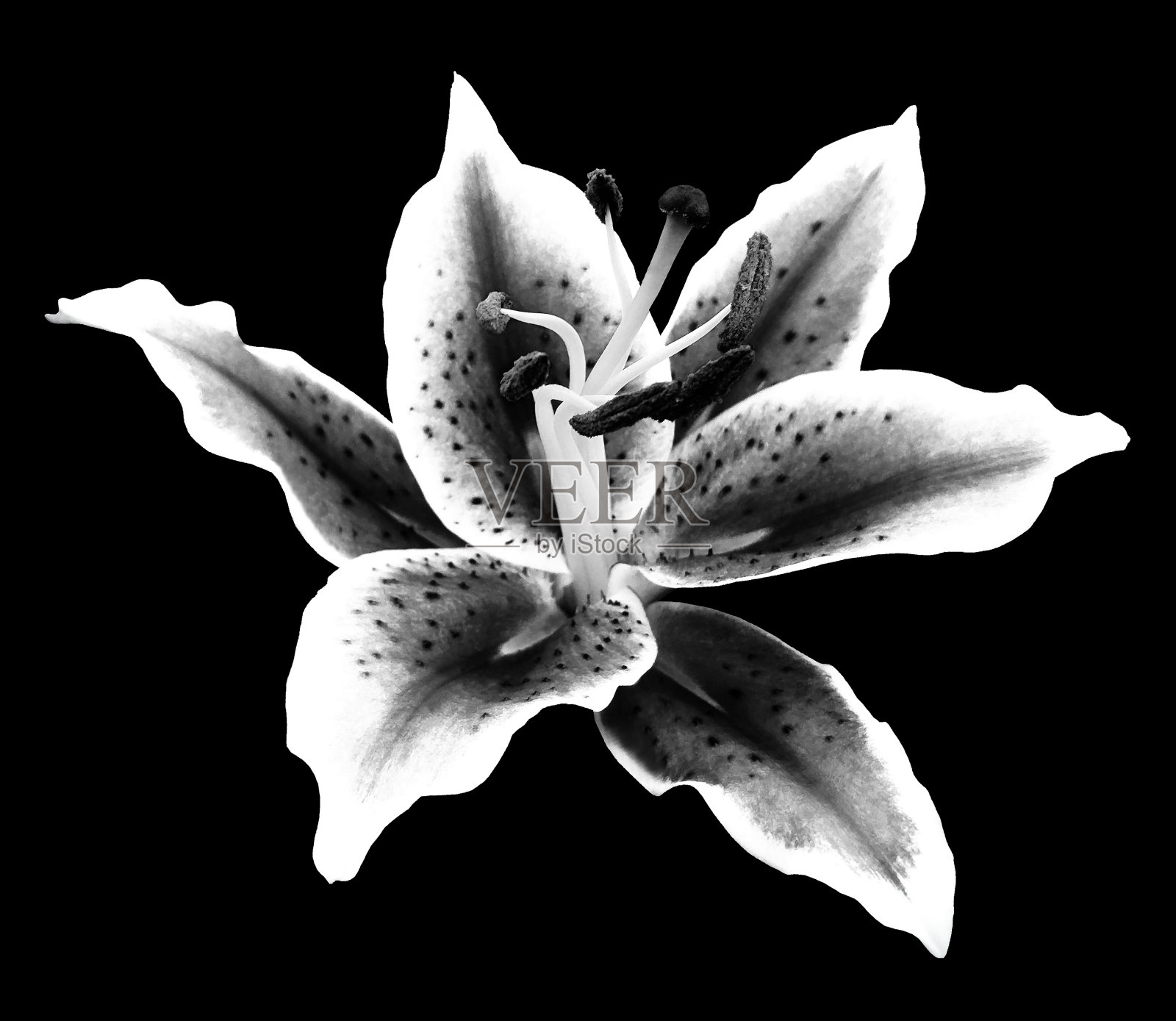 白蓝色百合花在一个黑色的背景孤立与修剪路径。为设计。大自然。照片摄影图片